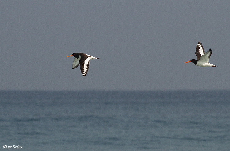   Eurasian Oystercatcher ,  Maagan Michael,July 2014. Lior Kislev.